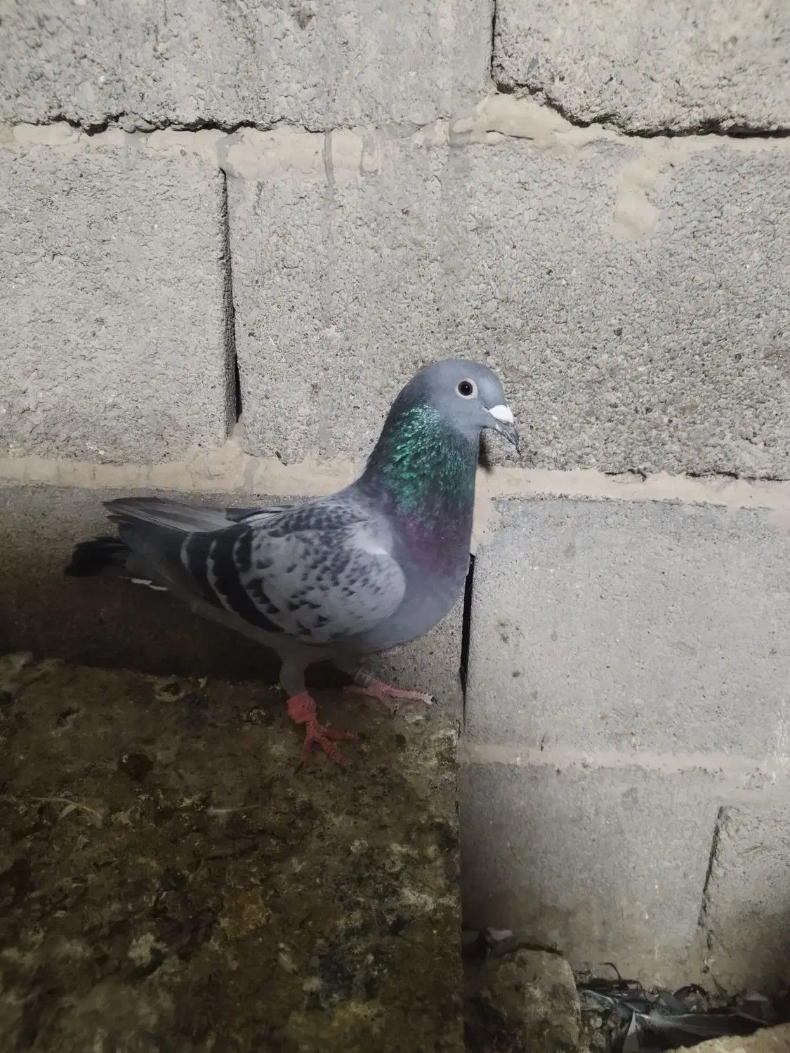 مگس نر|پرنده|زابل, |دیوار