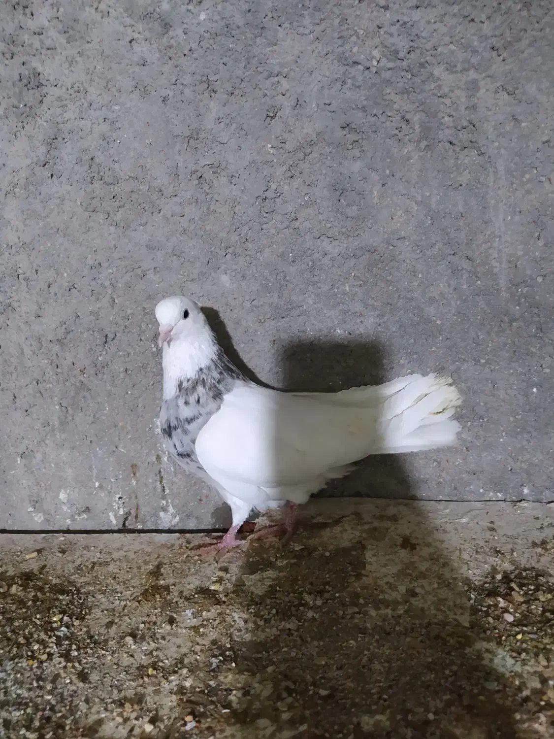 کبوتررنگی|پرنده|بجنورد, |دیوار