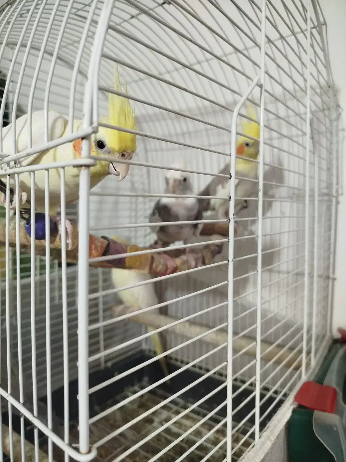 عروس هلندی پرورش خونگی نر و ماده،سخنگو|پرنده|رشت, حمیدیان|دیوار