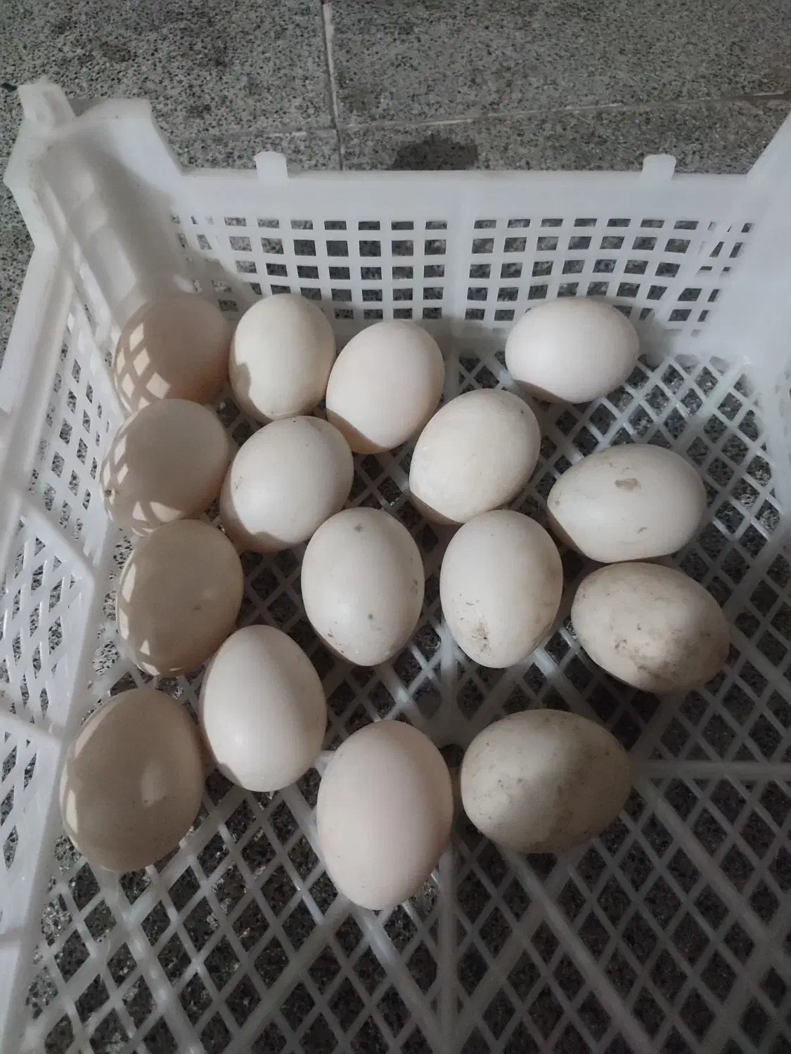 تخم اردک اسراییلی نطفه دار|حیوانات مزرعه|جلین, |دیوار