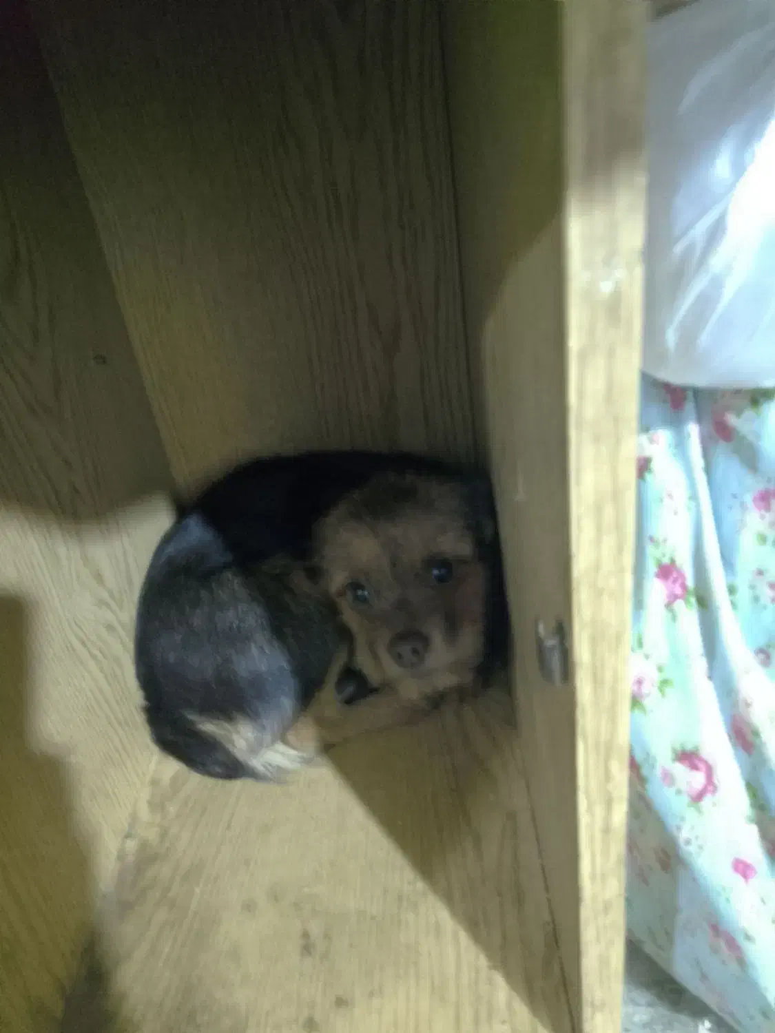 سگ واگذاری نر توله|سگ|ماهدشت, |دیوار