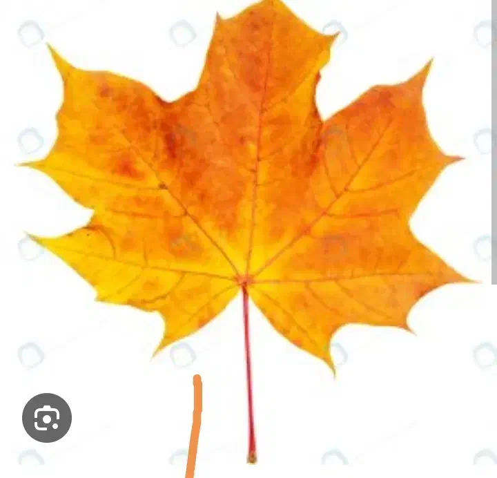 دو تن برگ درخت توت خیلی خیلی تمیز|خدمات باغبانی و درختکاری|تربت‌حیدریه, بوستان باغ ملی|دیوار