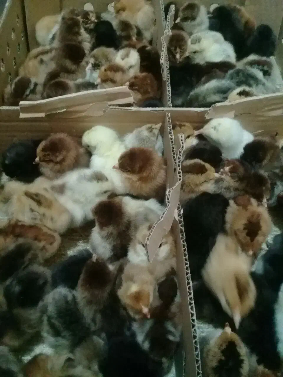 جوجه یکروزه گلپایگان جوجه مرغ و خروس|حیوانات مزرعه|نیشابور, پنجراه|دیوار