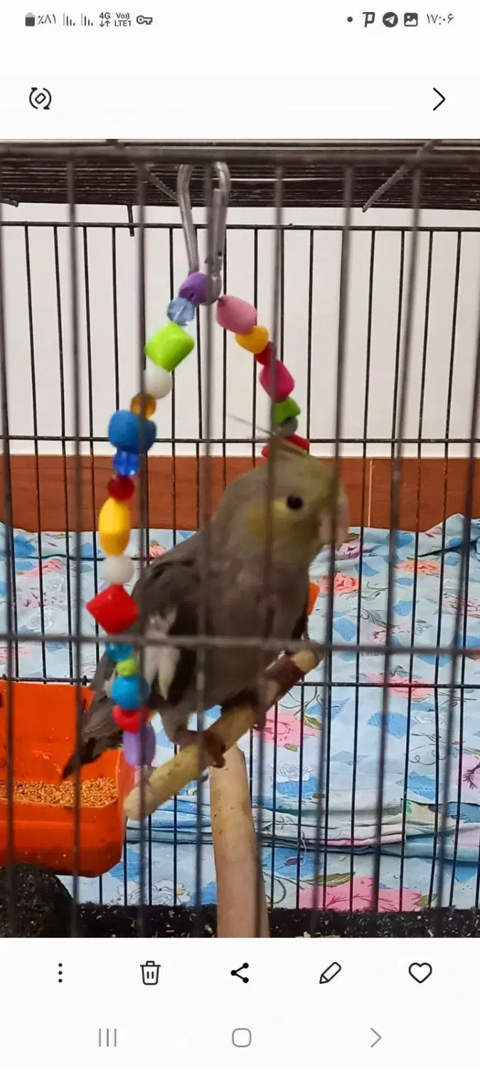 فروش پرنده عروس هلندی|پرنده|میانه, |دیوار