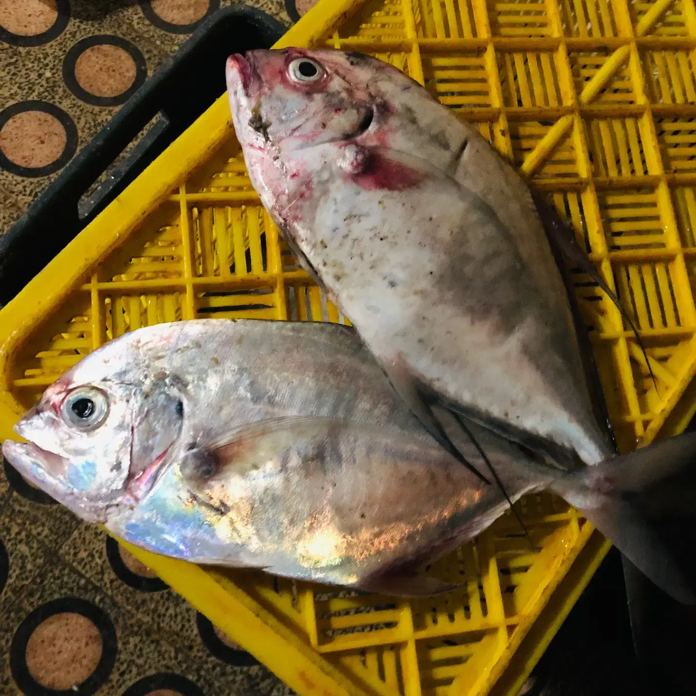 ماهی جش عروسکی/جش کاغذی/ بصار /خارو /|ماهی|بوشهر, |دیوار