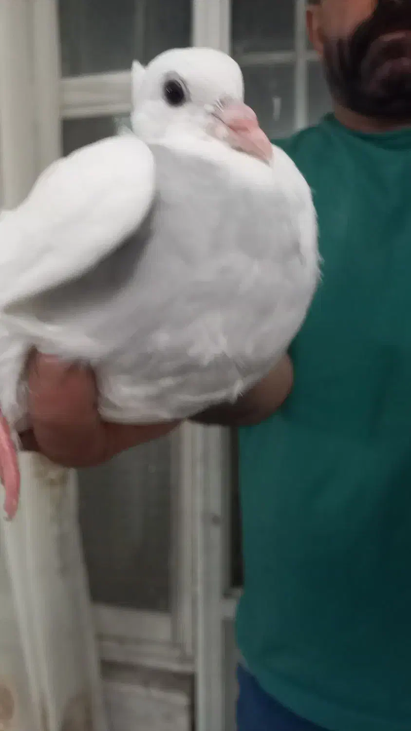 کبوتر|پرنده|قم, باجک یک|دیوار