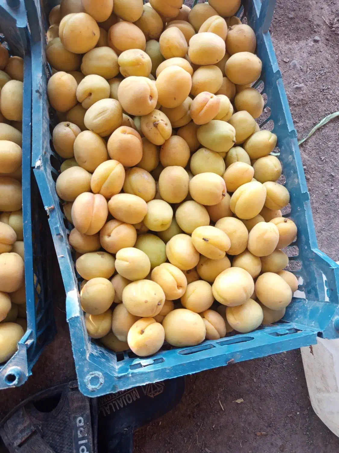 فروش گردو آلوچه قیصی مغز گردو|عمده‌فروشی|مرند, |دیوار