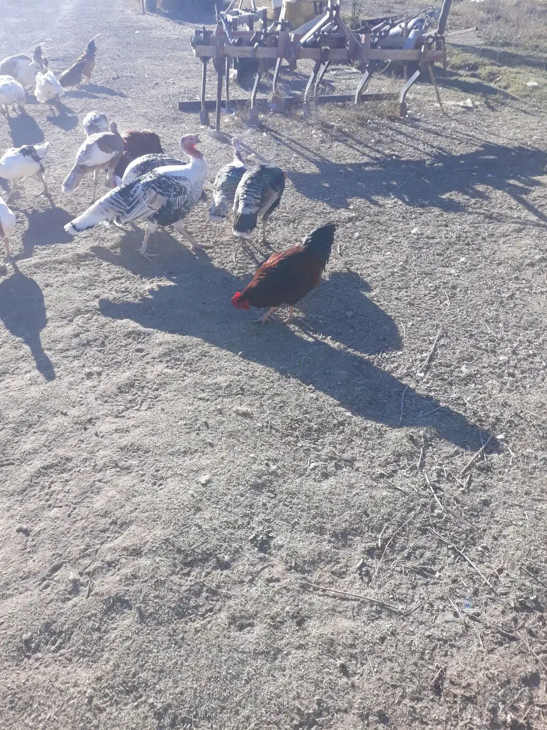 تعدادی بوقلمون و غاز و خروس و مرغ|حیوانات مزرعه|نمین, |دیوار