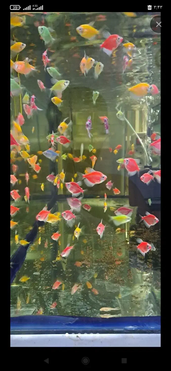 رنگ رنگی ماهی خوشگل|ماهی|تبریز, |دیوار