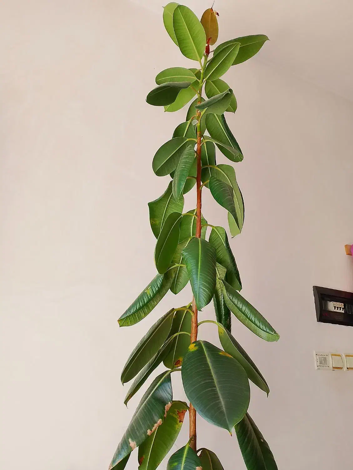 گل فیکوس|گل و گیاه طبیعی|سلماس, |دیوار