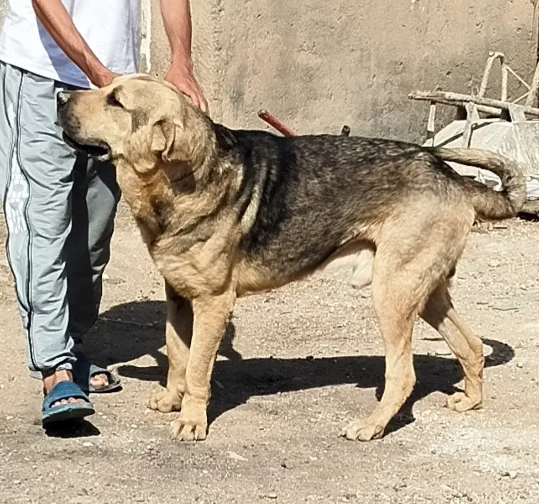 گمشده|سگ|تاکستان, |دیوار