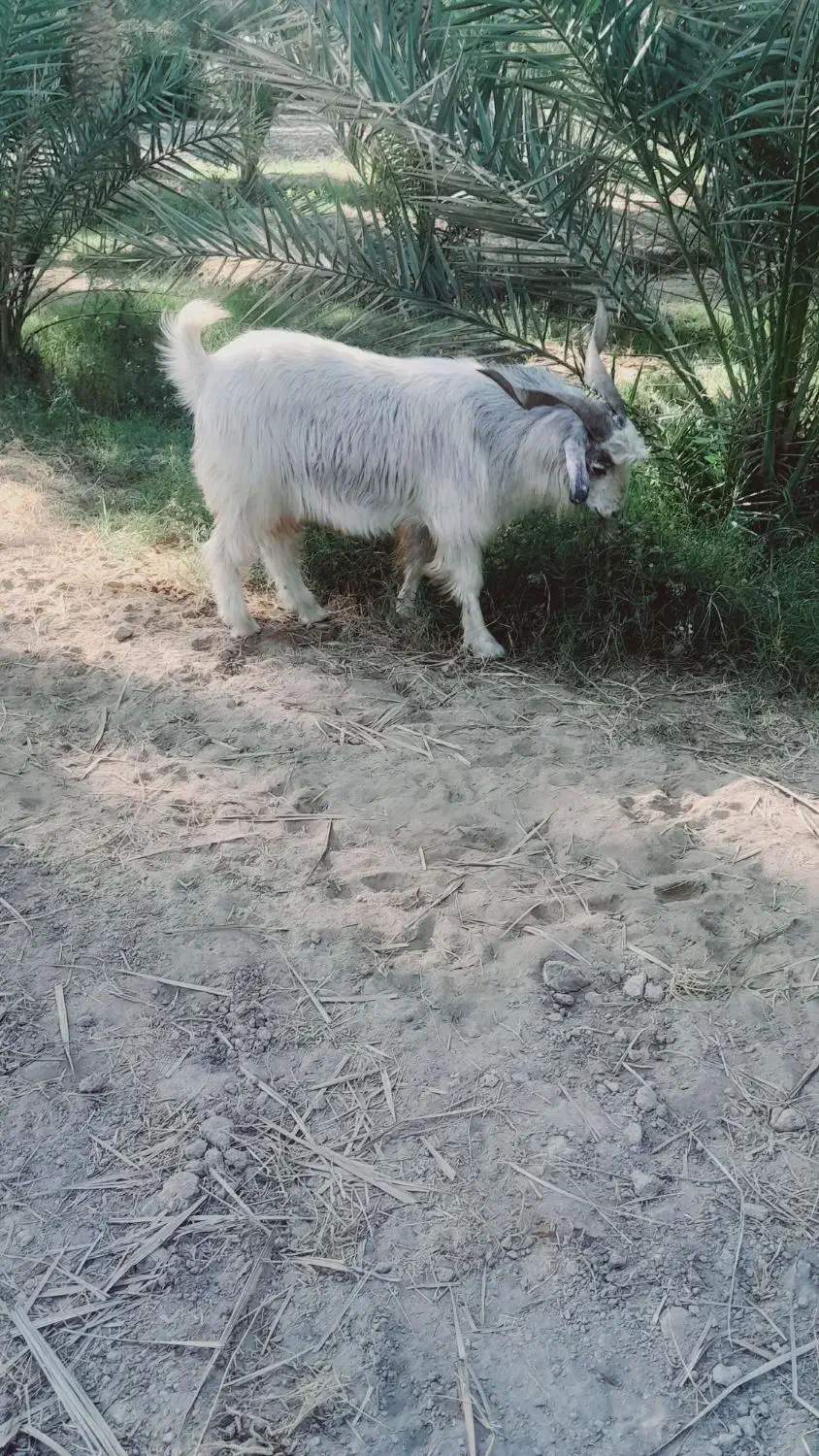 نری سنگین وزن|حیوانات مزرعه|فاریاب, |دیوار