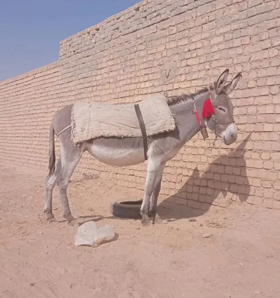 خر الاغ گله ای گوسفند|حیوانات مزرعه|برخوار, |دیوار