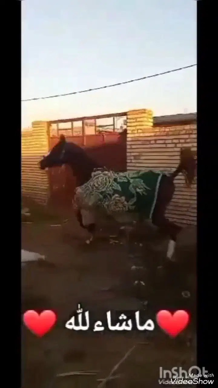 اندیمشک|اسب و تجهیزات اسب‌سواری|شوش, |دیوار