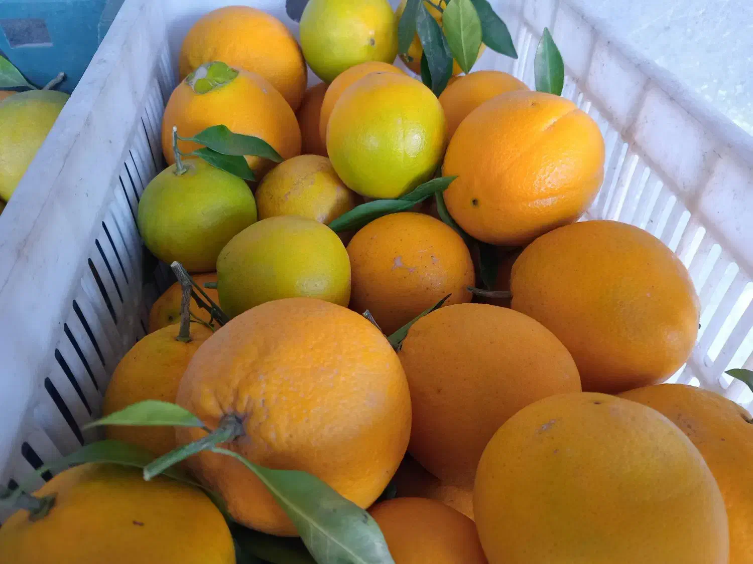 پرتقال تامسون|خوردنی و آشامیدنی|قائم‌شهر, |دیوار