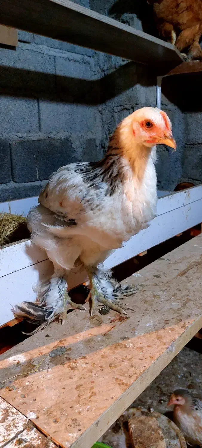 نیمچه خروس امپراطور پاپر|حیوانات مزرعه|قائمشهر, |دیوار