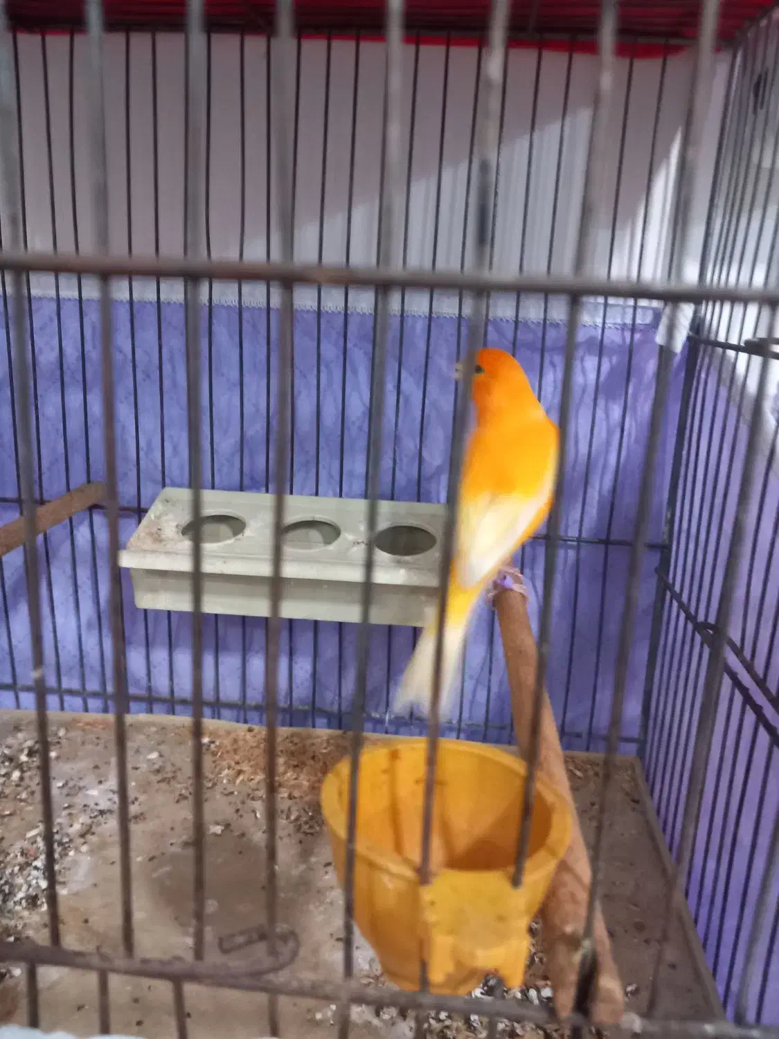 قناری نر بخون قرمز قدیم|پرنده|اردبیل, |دیوار