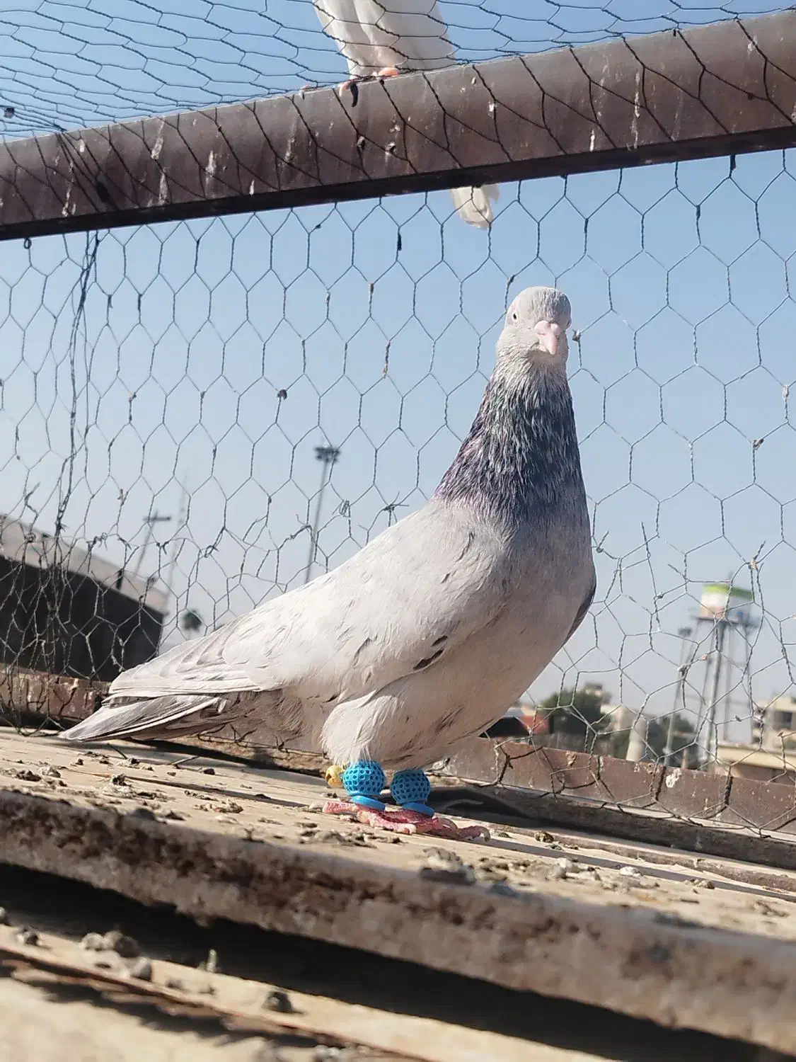 سرور الماسی کاکل|پرنده|شیراز, عادل آباد|دیوار
