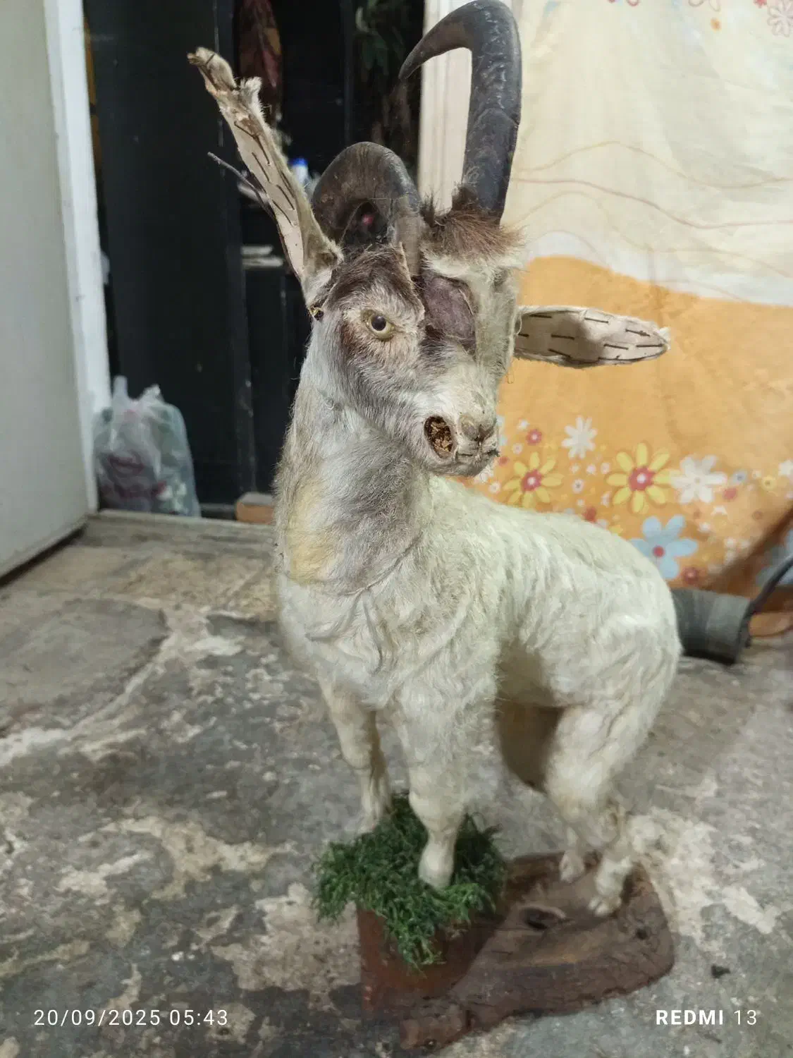 بچه بز خشک شده|خوردنی و آشامیدنی|رشت, امین الضرب|دیوار