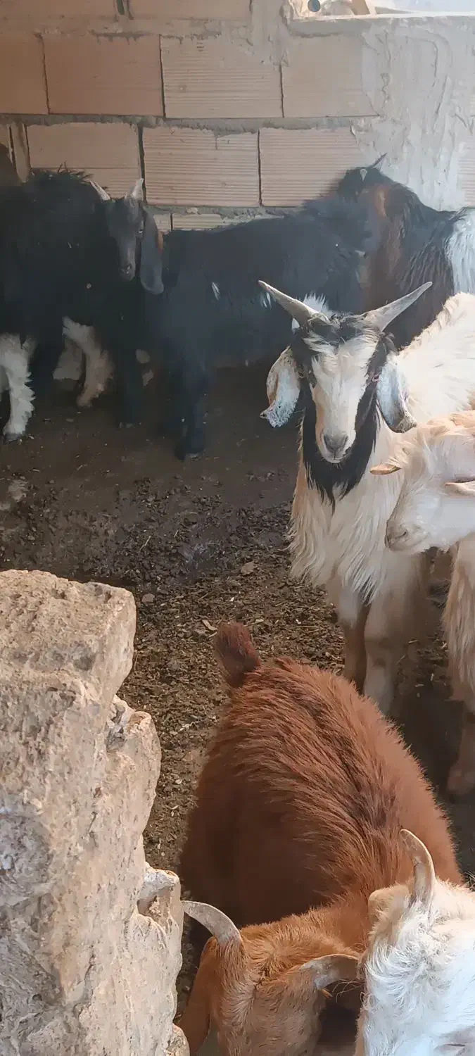 بزغاله 7نر 9ماده|حیوانات مزرعه|مشهد, شهید قربانی|دیوار