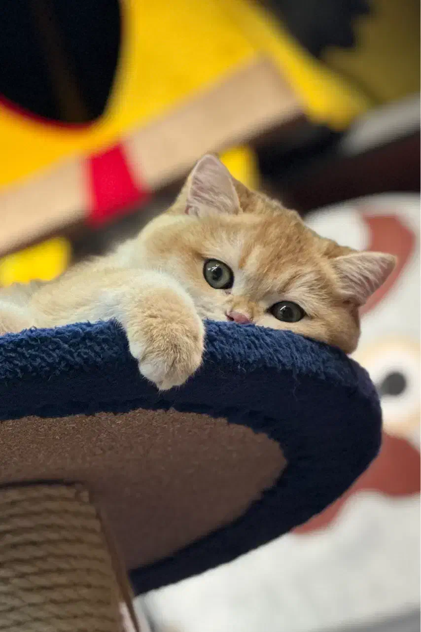 گربه بیریتش واسکاتیش گلد|گربه|تهران, باغ فیض|دیوار