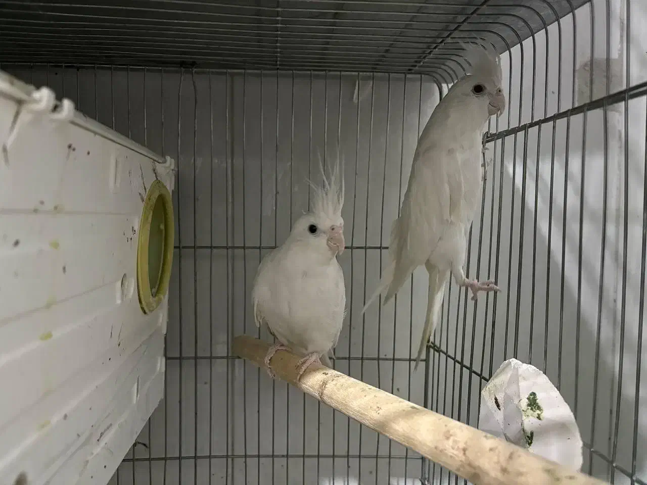 عروس هلندی آلبینو مولد|پرنده|شهریار, شهرک عباس پور|دیوار