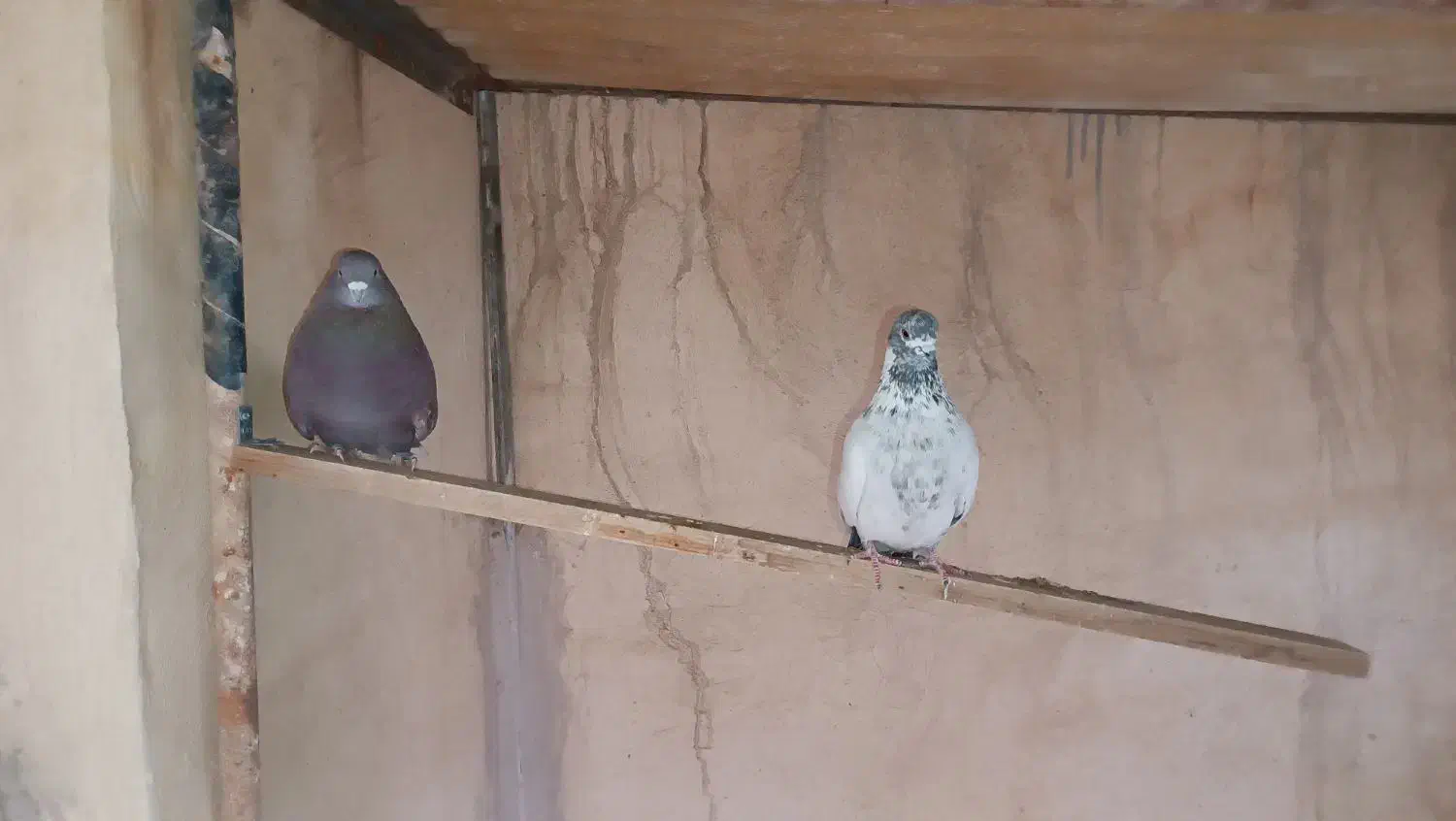 کفتر درجه یک|پرنده|برخوار, |دیوار