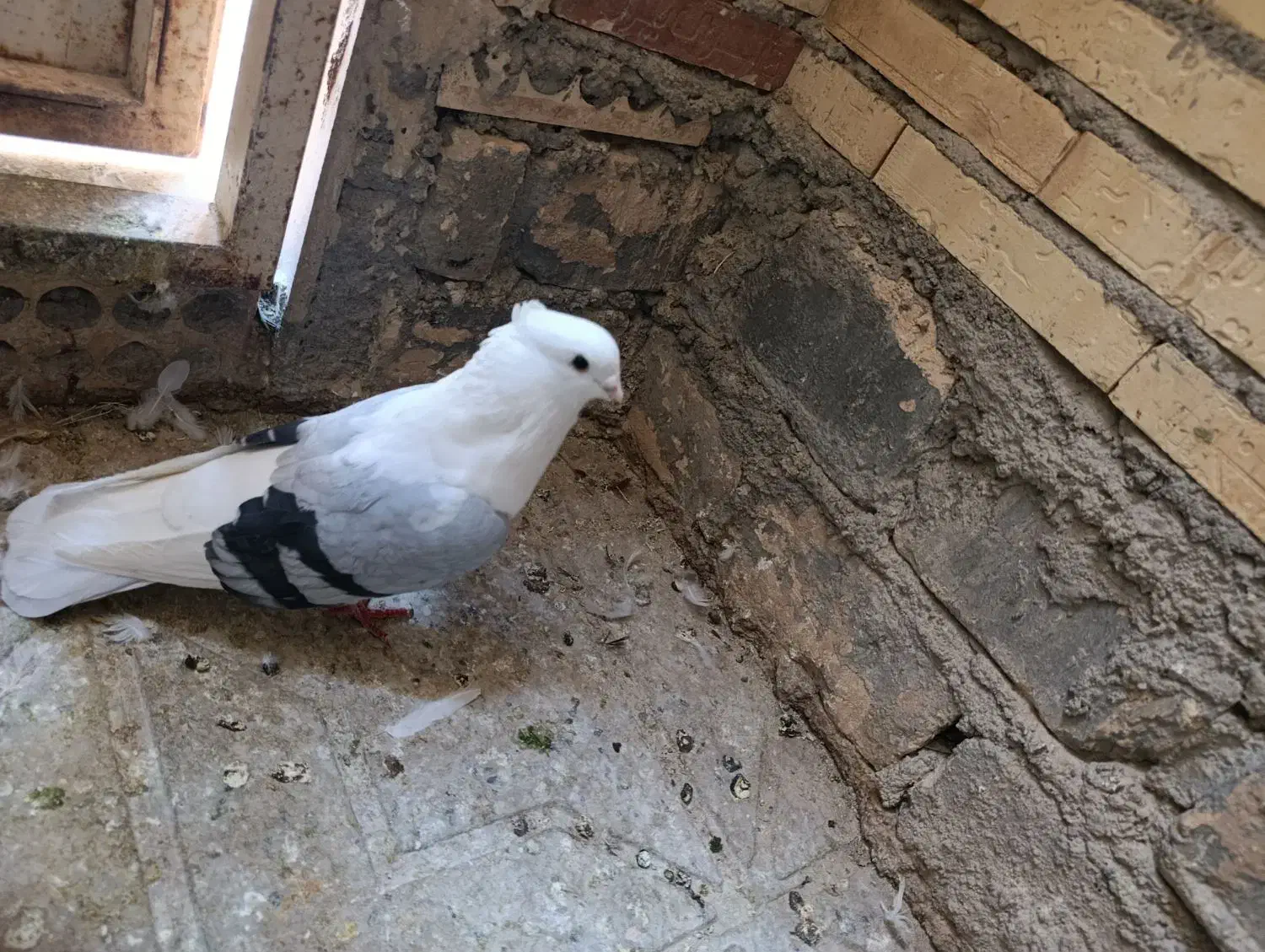 کبوتر نقش|پرنده|تفت, |دیوار