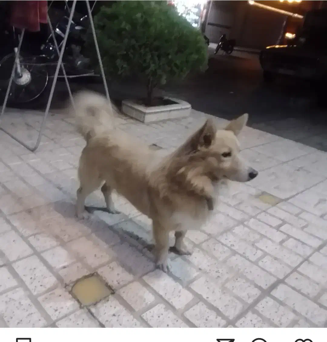 گمشده|سگ|مشهد, چهنو|دیوار