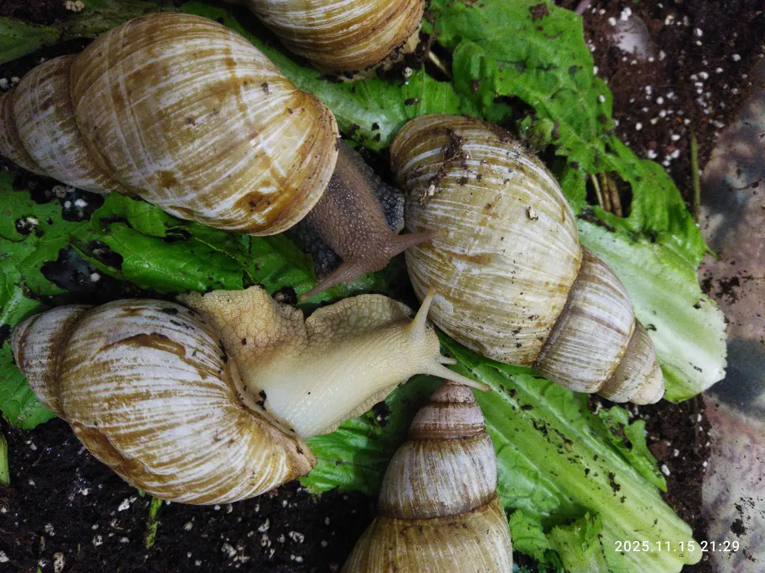 حلزون|خزنده|فسا, |دیوار