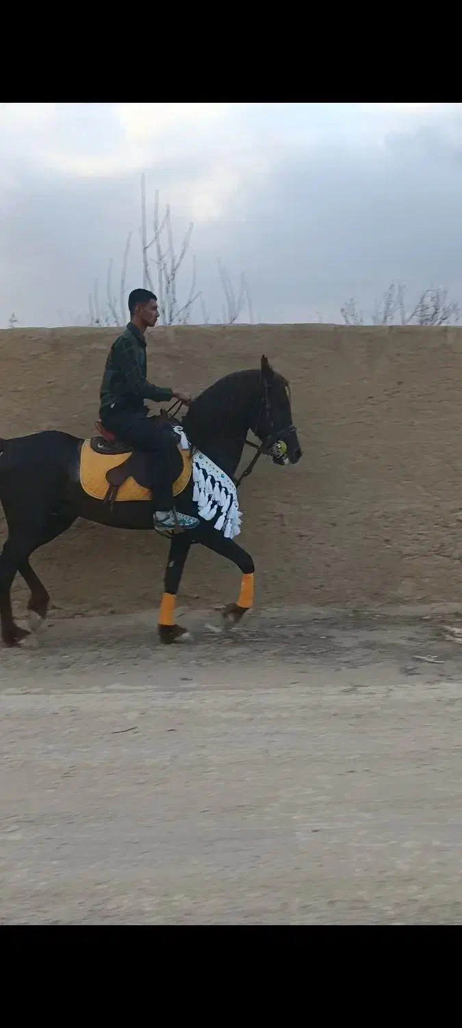 اسب و لوازم سوارکاری|اسب و تجهیزات اسب‌سواری|نجف‌آباد, گلدشت|دیوار