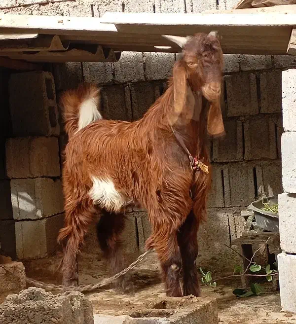 کهره نر|حیوانات مزرعه|وحدتیه, |دیوار