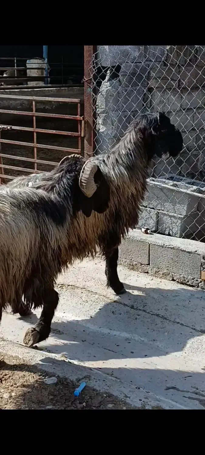 قوچ داشتی|حیوانات مزرعه|بهبهان, |دیوار