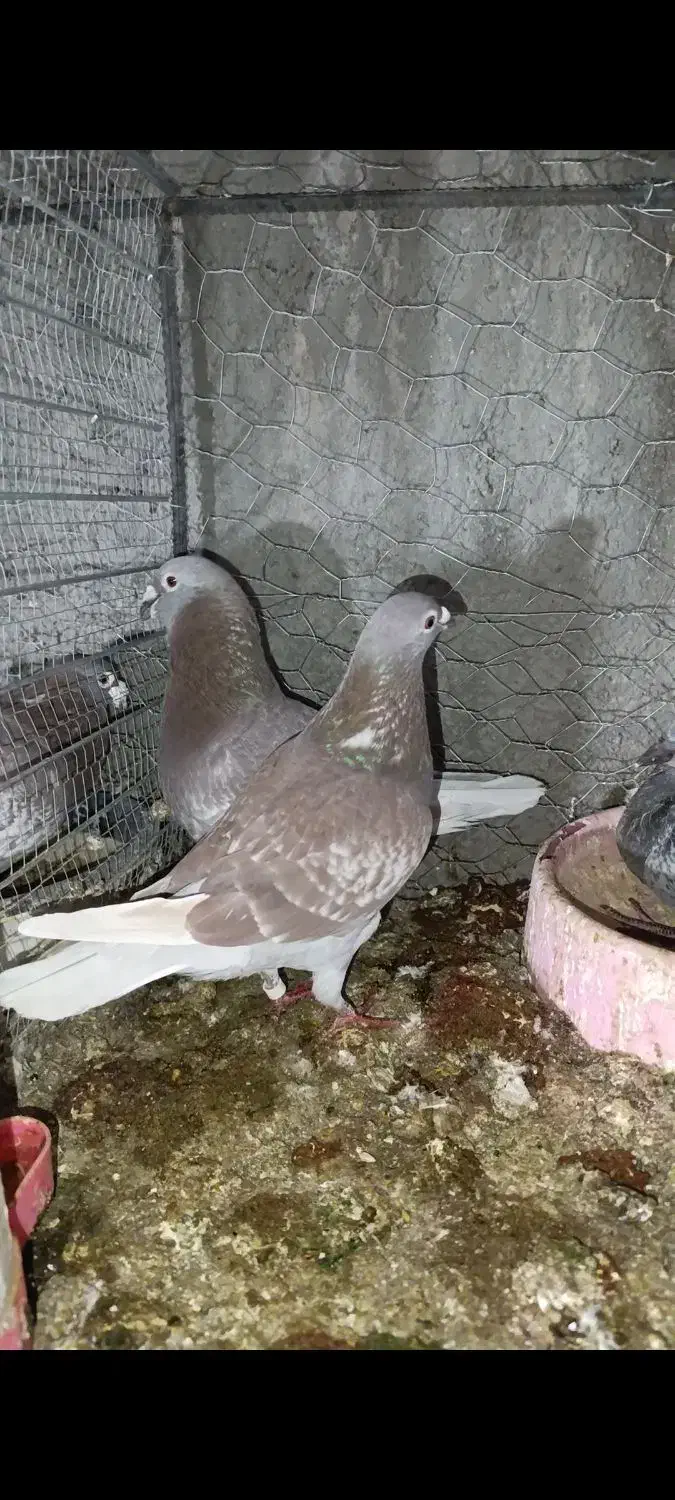 قوره ای|پرنده|بیرجند, |دیوار