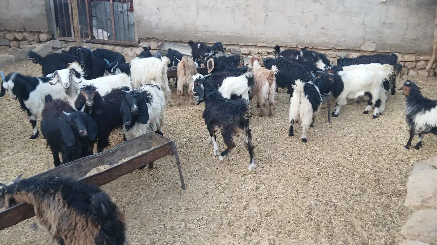 ۳۵راس بی|حیوانات مزرعه|ایلام, |دیوار