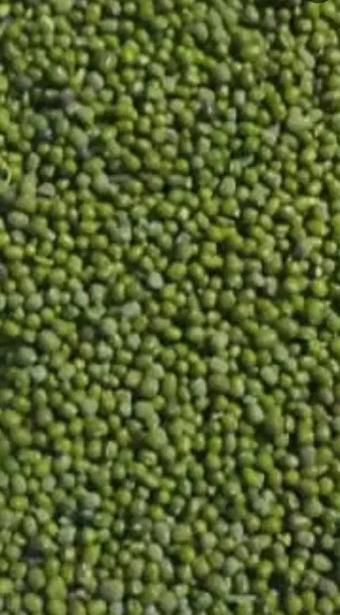 فروش مقداری ماش بصورت عمده|عمدهفروشی|گیلان غرب, |دیوار