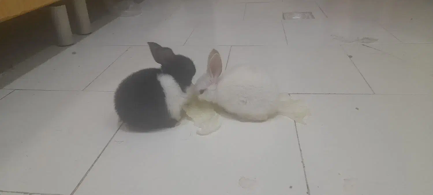 بچه خرگوش|موش و خرگوش|تهران, آهنگ|دیوار