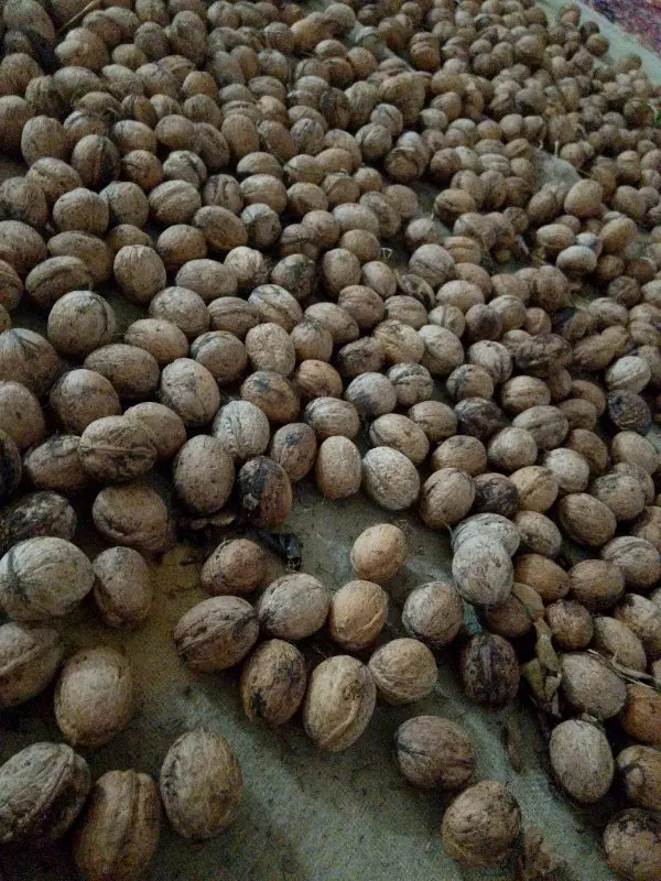 گردو|خوردنی و آشامیدنی|بستان آباد, |دیوار