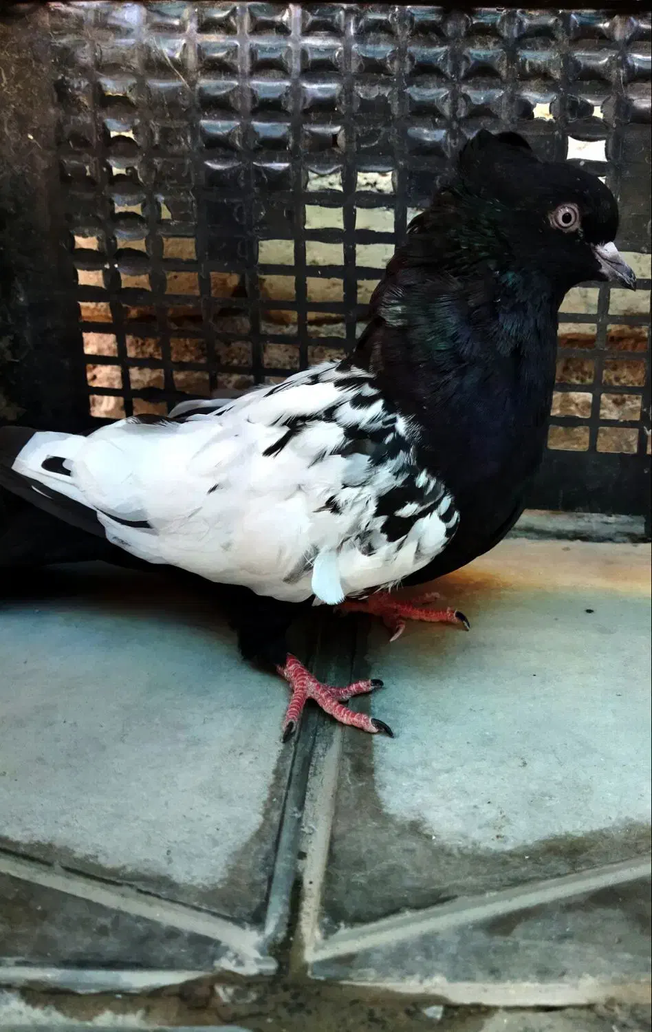 سینه نر|پرنده|داراب, |دیوار