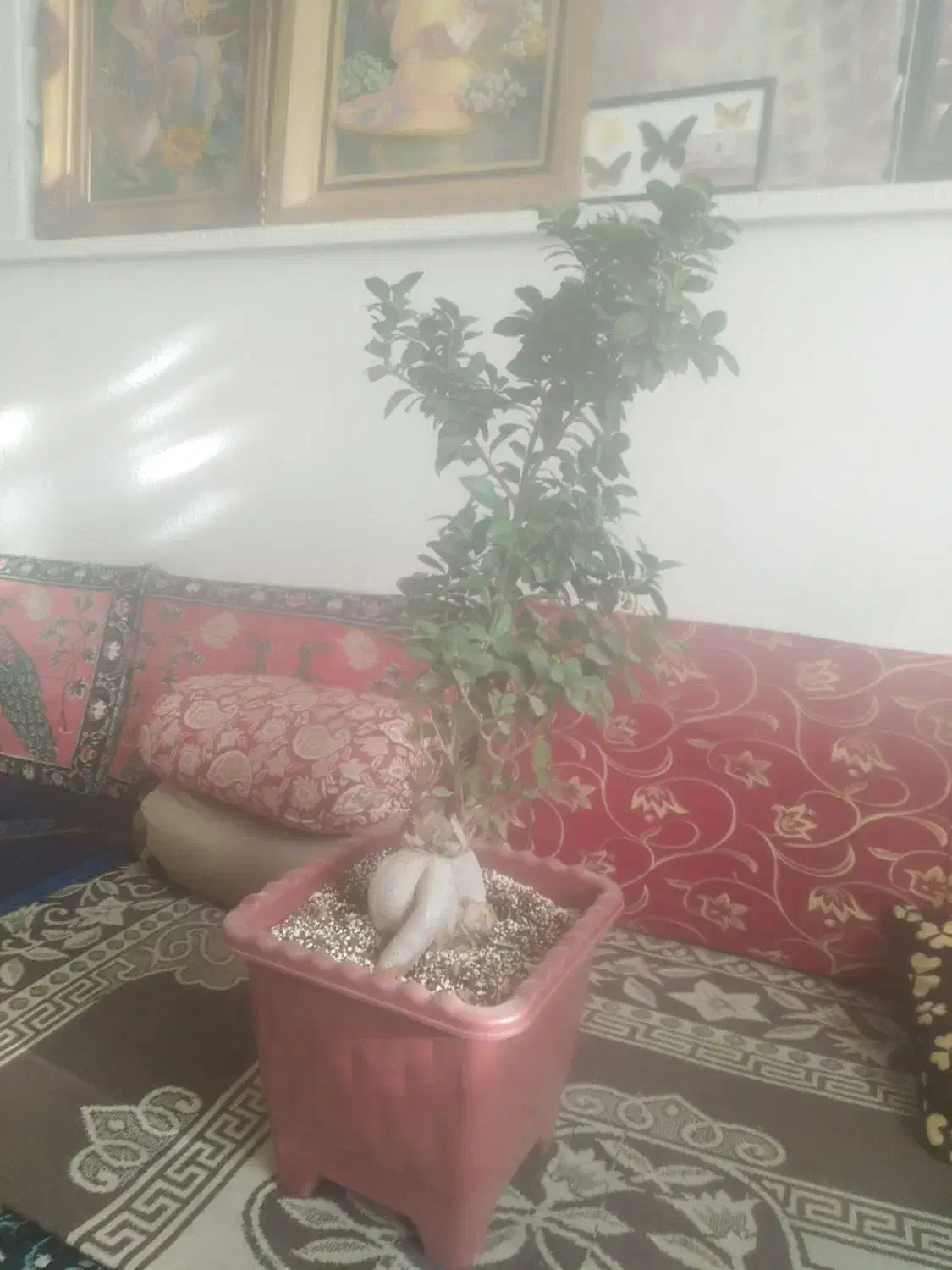 بنسای جنسینگ سلام|گل و گیاه طبیعی|مرودشت, ابوذر شمالی‎|دیوار