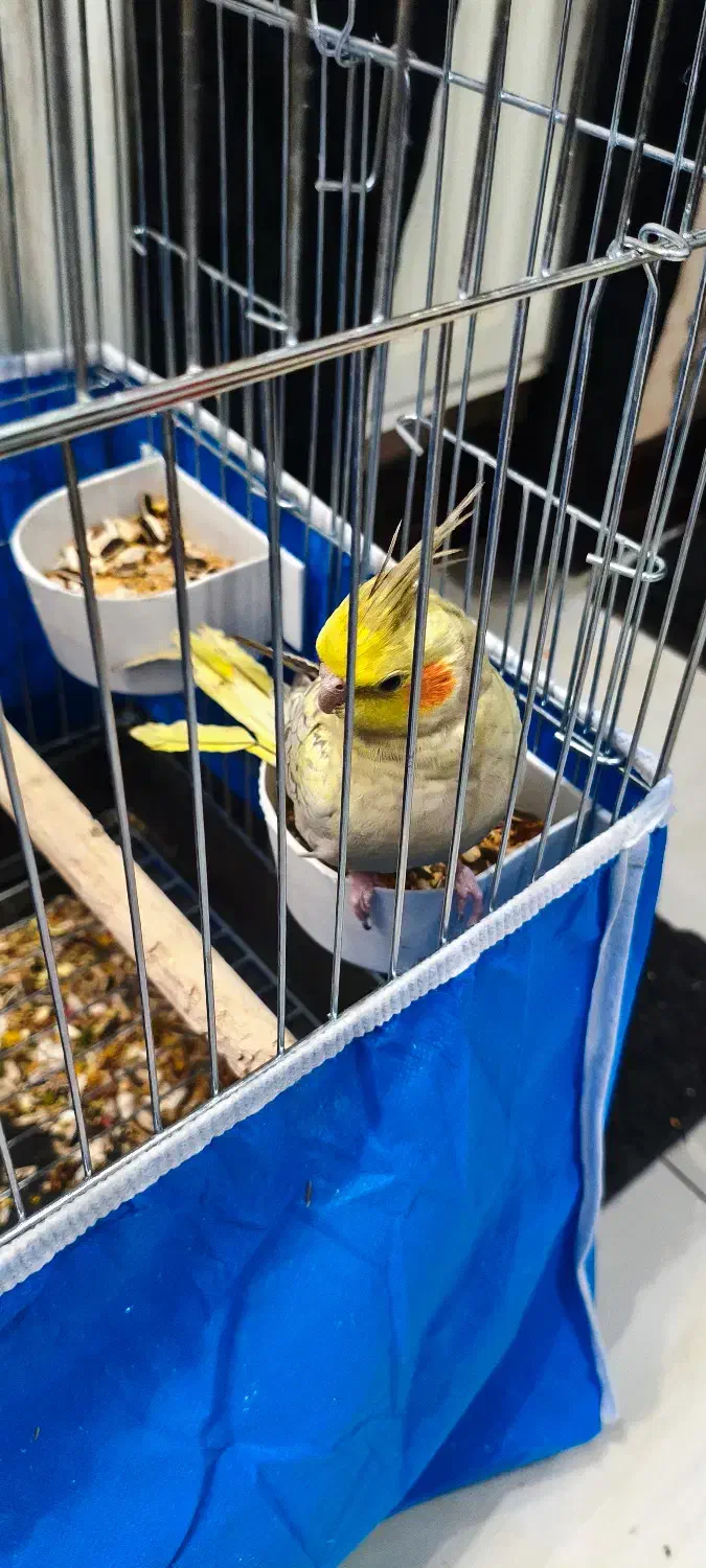 عروس هلندی خوشگل مرواریدی نیمه دستی|پرنده|فولادشهر, A4|دیوار