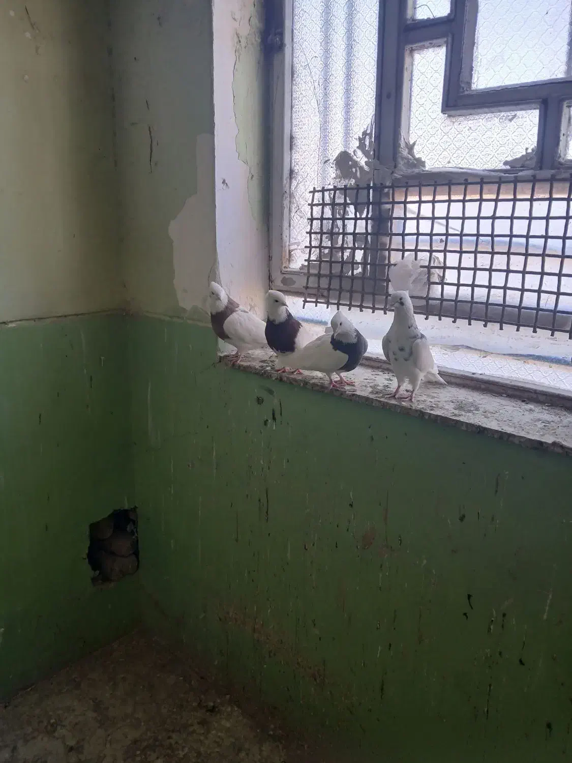 دو جفت کبوتر طوقی سالم و پشت دار|پرنده|سنقر, |دیوار