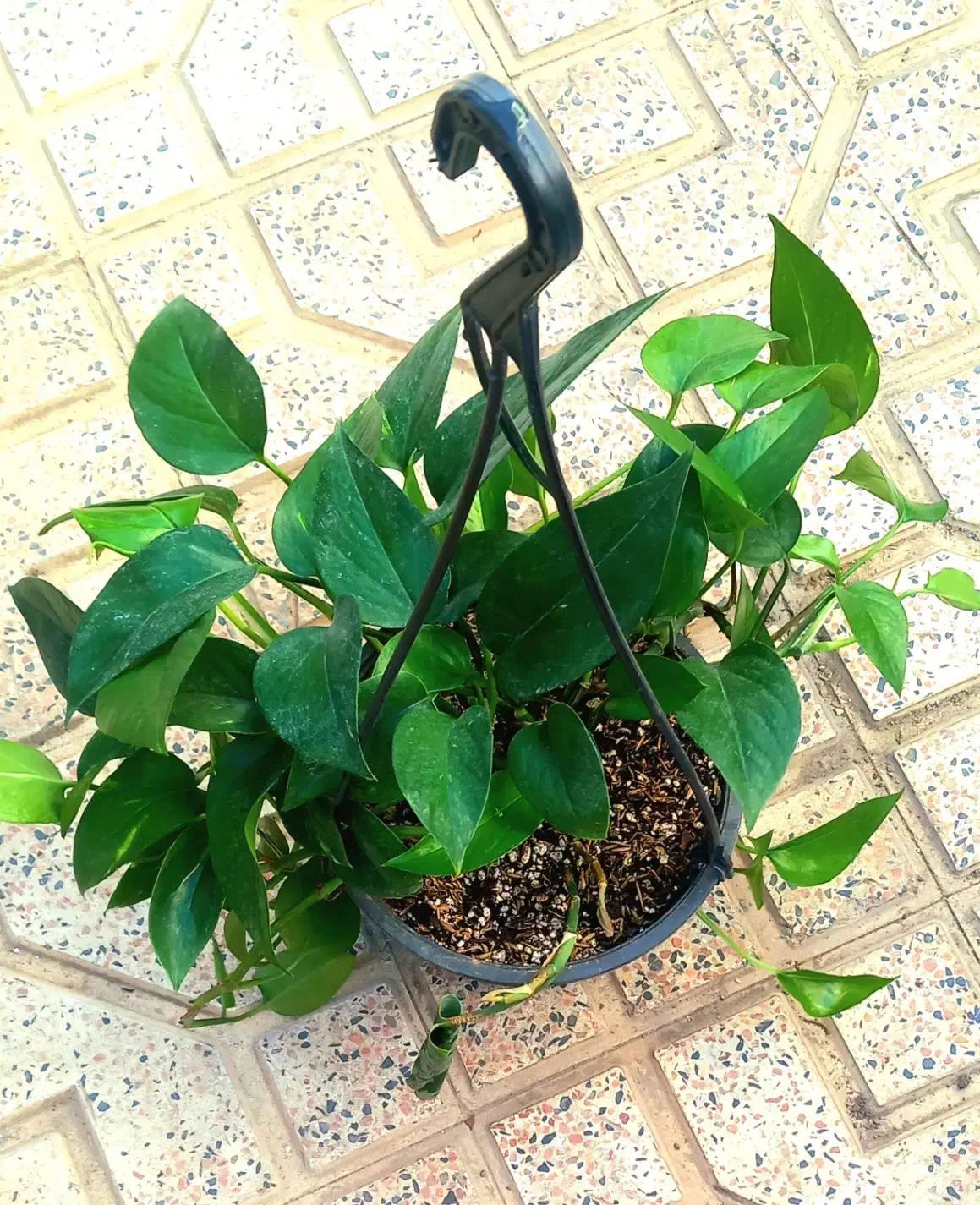 گل اپارتمانی اویز|گل و گیاه طبیعی|اهر, |دیوار