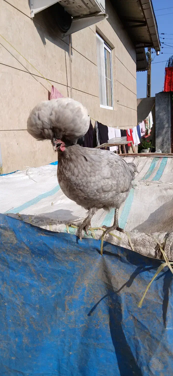 فروش مرغ و خروس لهستانی بسیار زیبا|حیوانات مزرعه|زرگرشهر, |دیوار