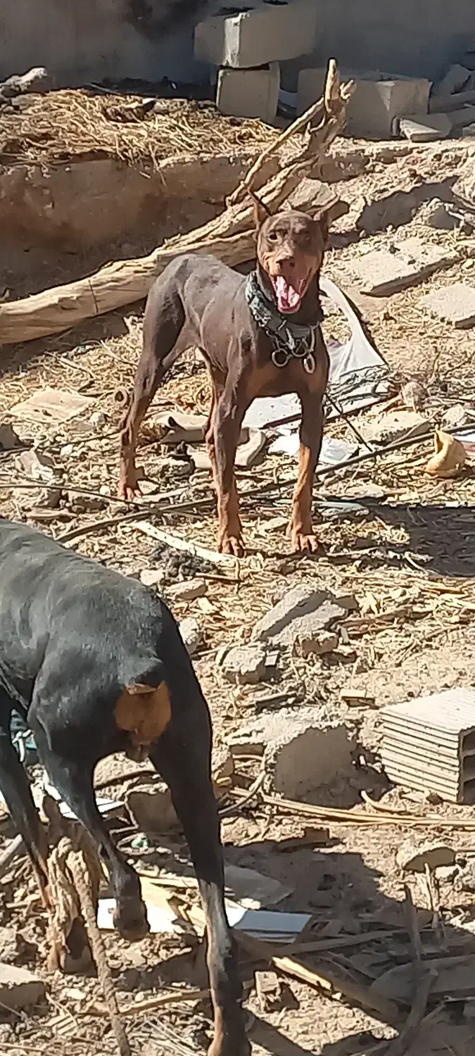 سگ دوبرمن|سگ|ریگان, |دیوار