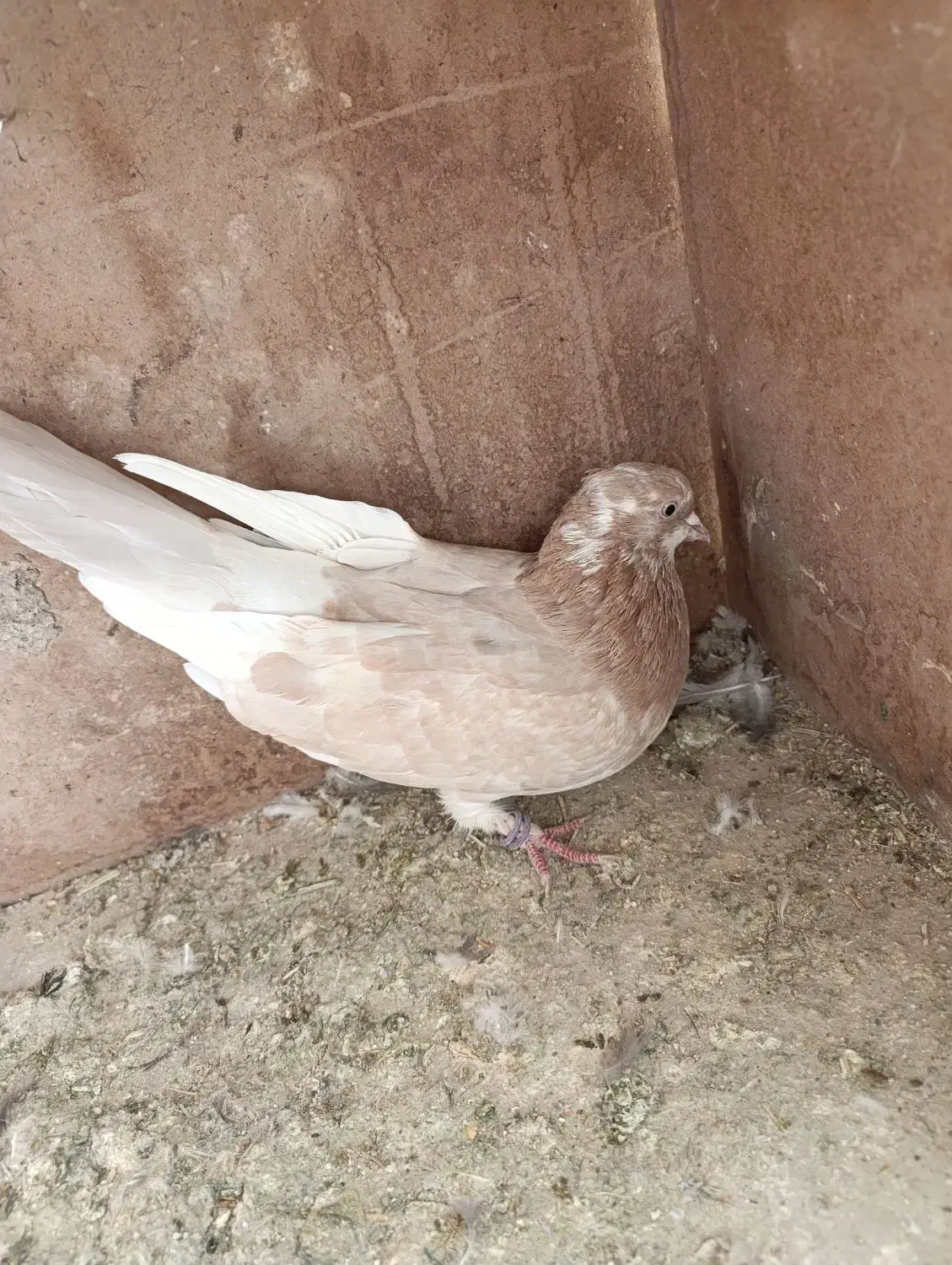 کفتر|پرنده|گلپایگان, |دیوار