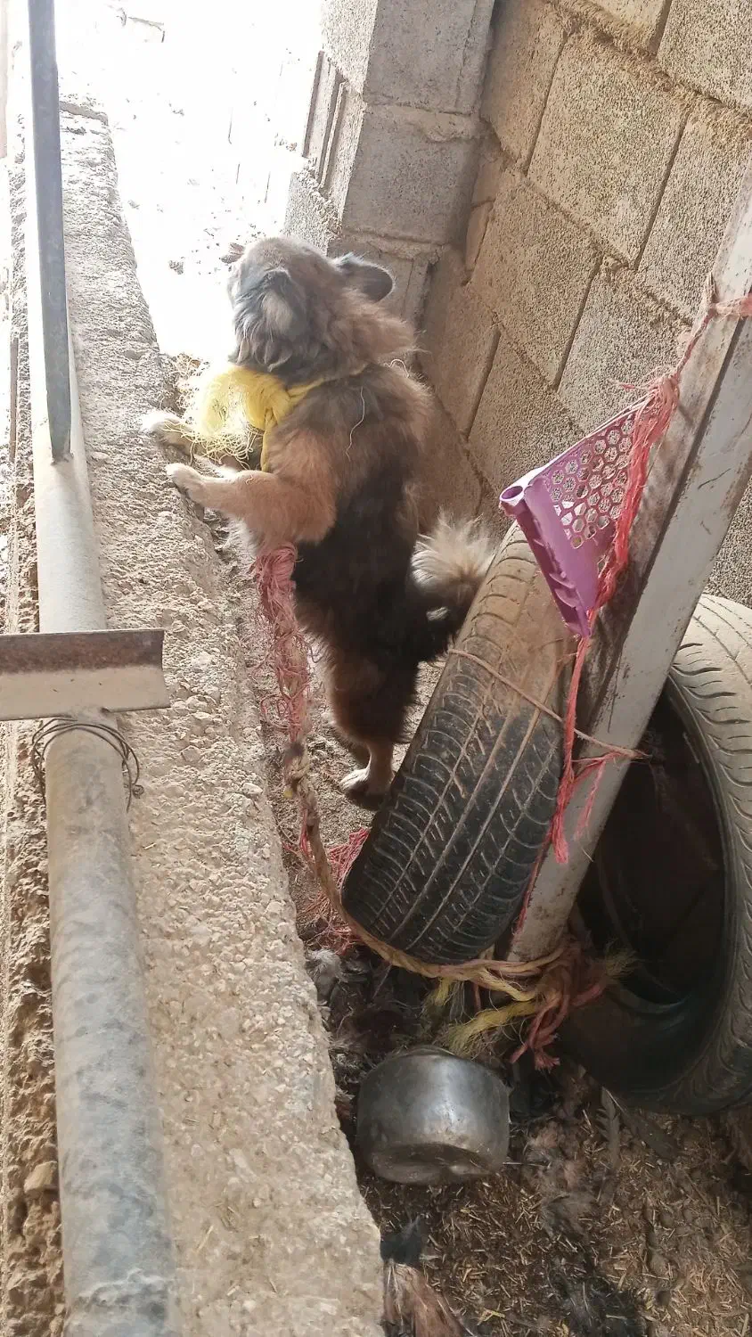 سگ پامرانین|سگ|داراب, |دیوار