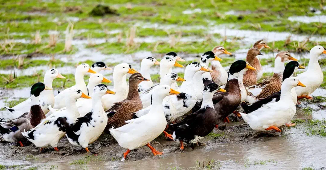 اردک محلی نرو ماده تمیز لشت نشا|حیوانات مزرعه|لولمان, |دیوار