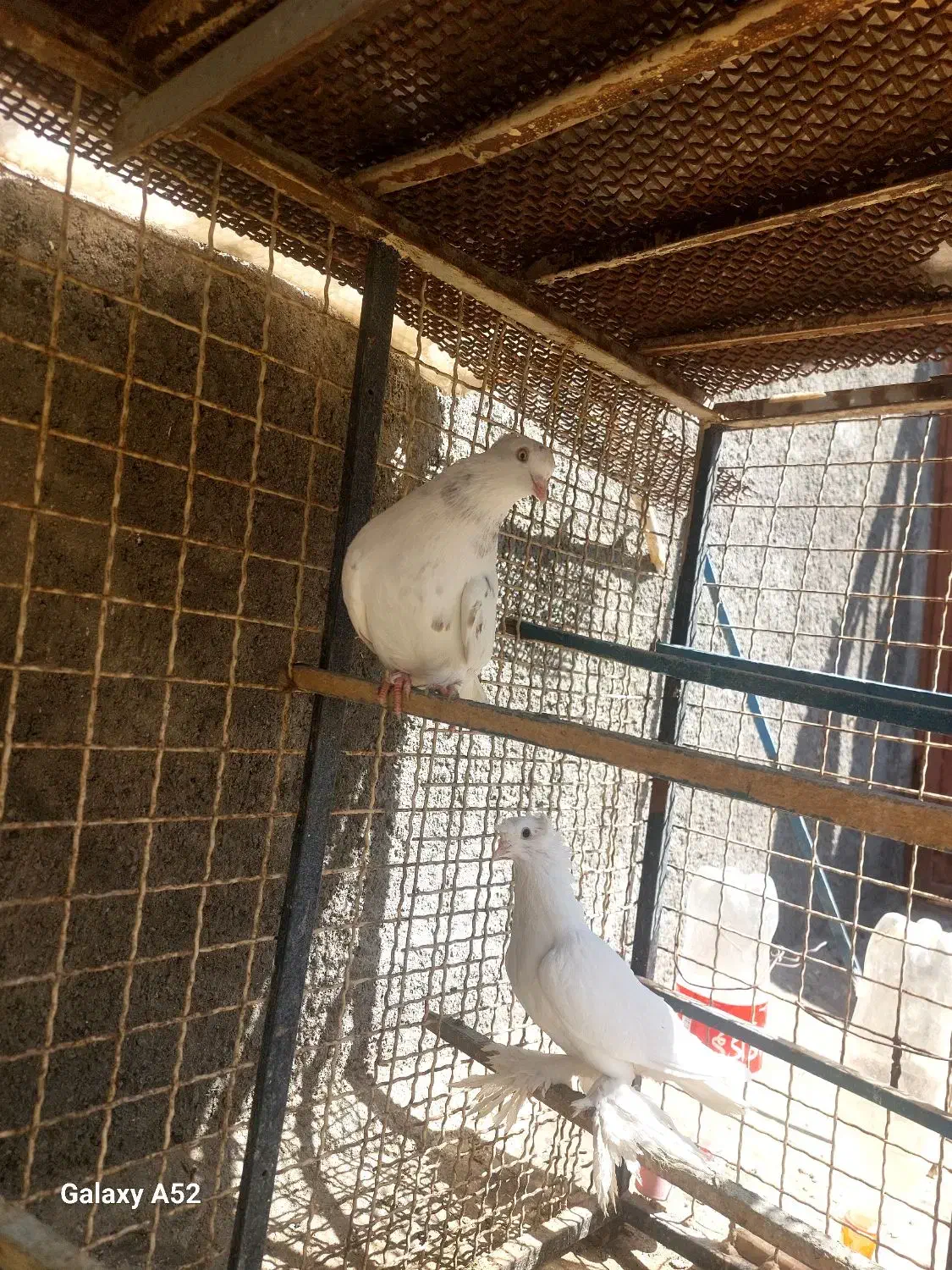 کبوتر زینتی|پرنده|فردوس (خراسان), |دیوار