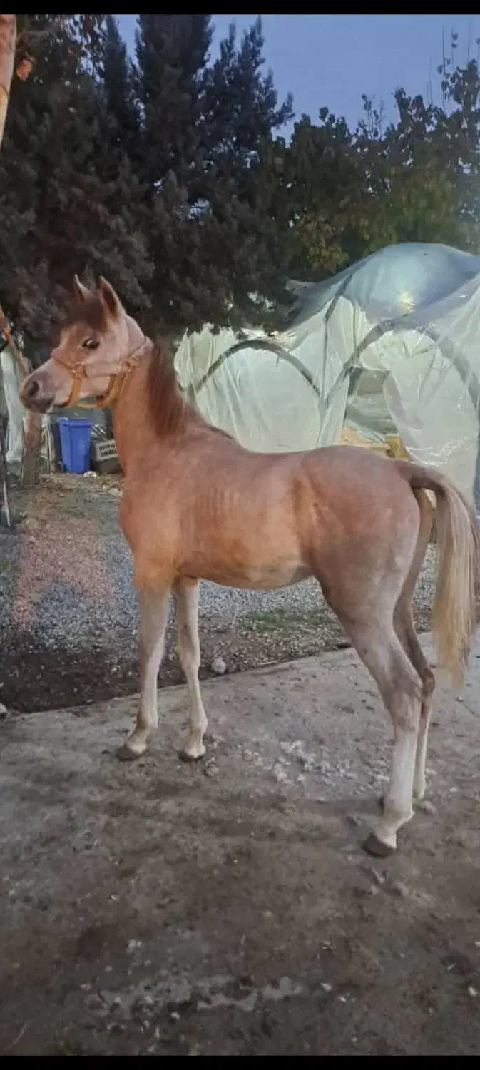 فروش کره نریان عرب دو سر وارداتی|اسب و تجهیزات اسبسواری|شهریار, کردزار|دیوار